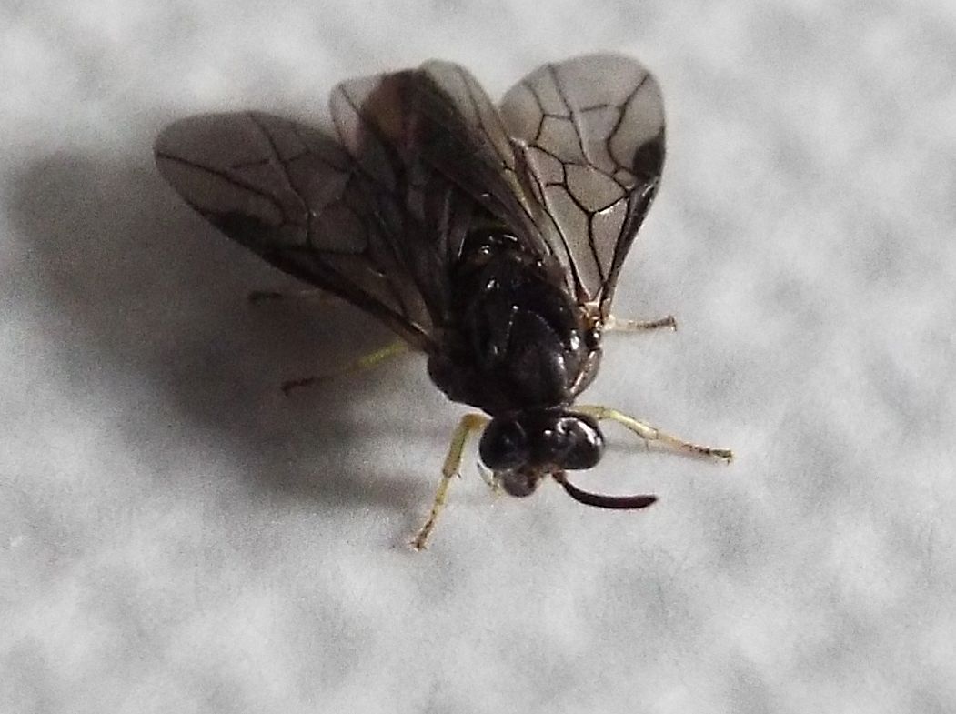 Aproceros leucopoda  (Argidae).